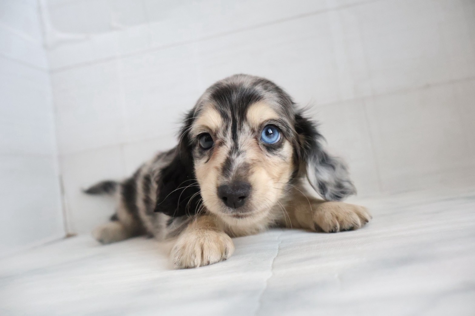 カニンヘンダックスフンド シルバーダップルの子犬｜福岡 |ペッツメイトイオン小郡店
