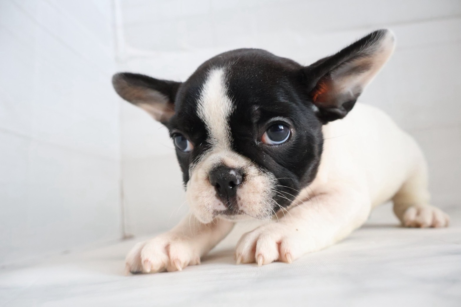 フレンチブルドッグ パイドの子犬｜佐賀 |ペッツメイト佐賀店