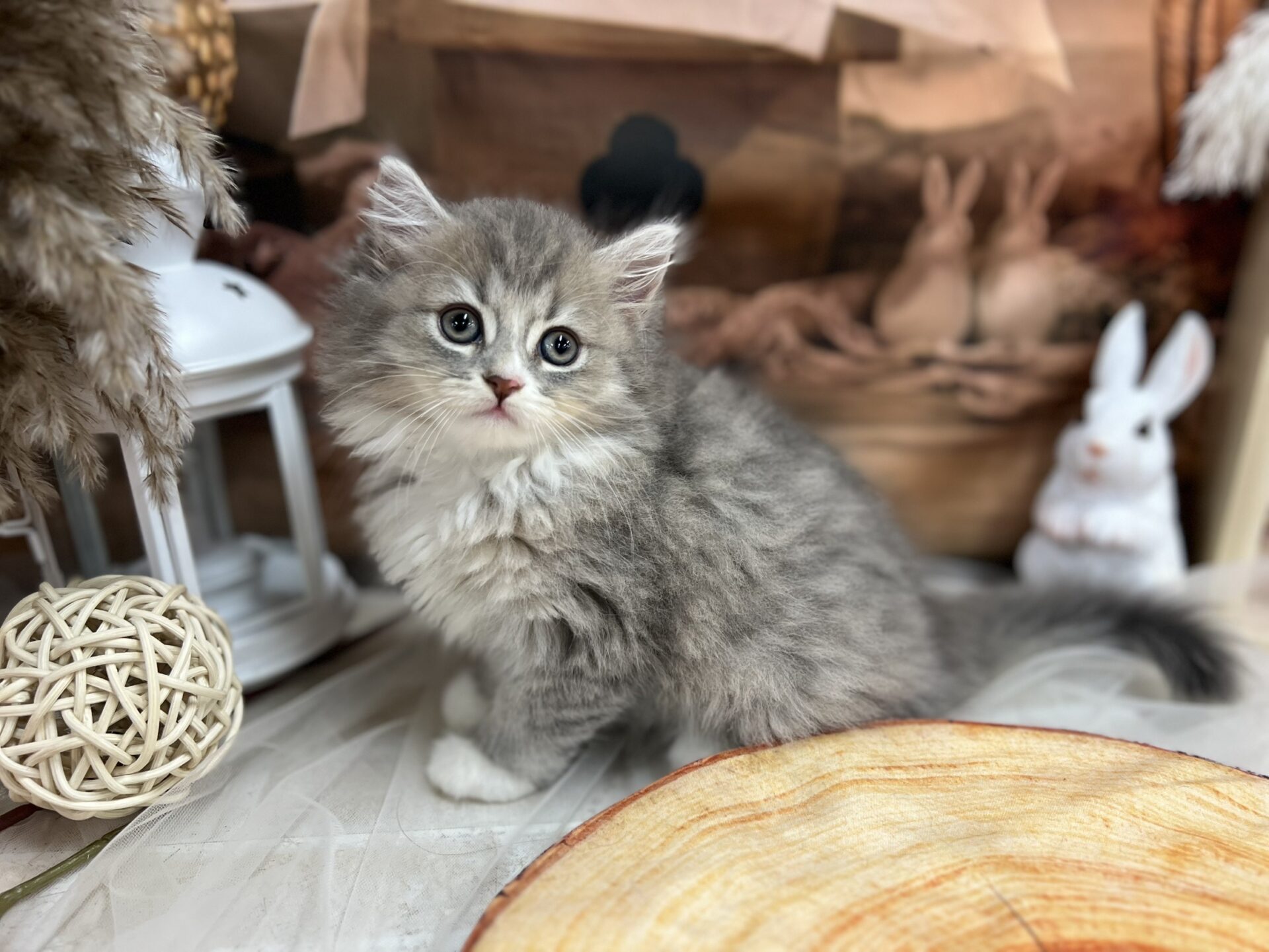 ミヌエット ブルーチンチラゴールデンホワイトの子猫｜佐賀 |ペッツメイト佐賀店