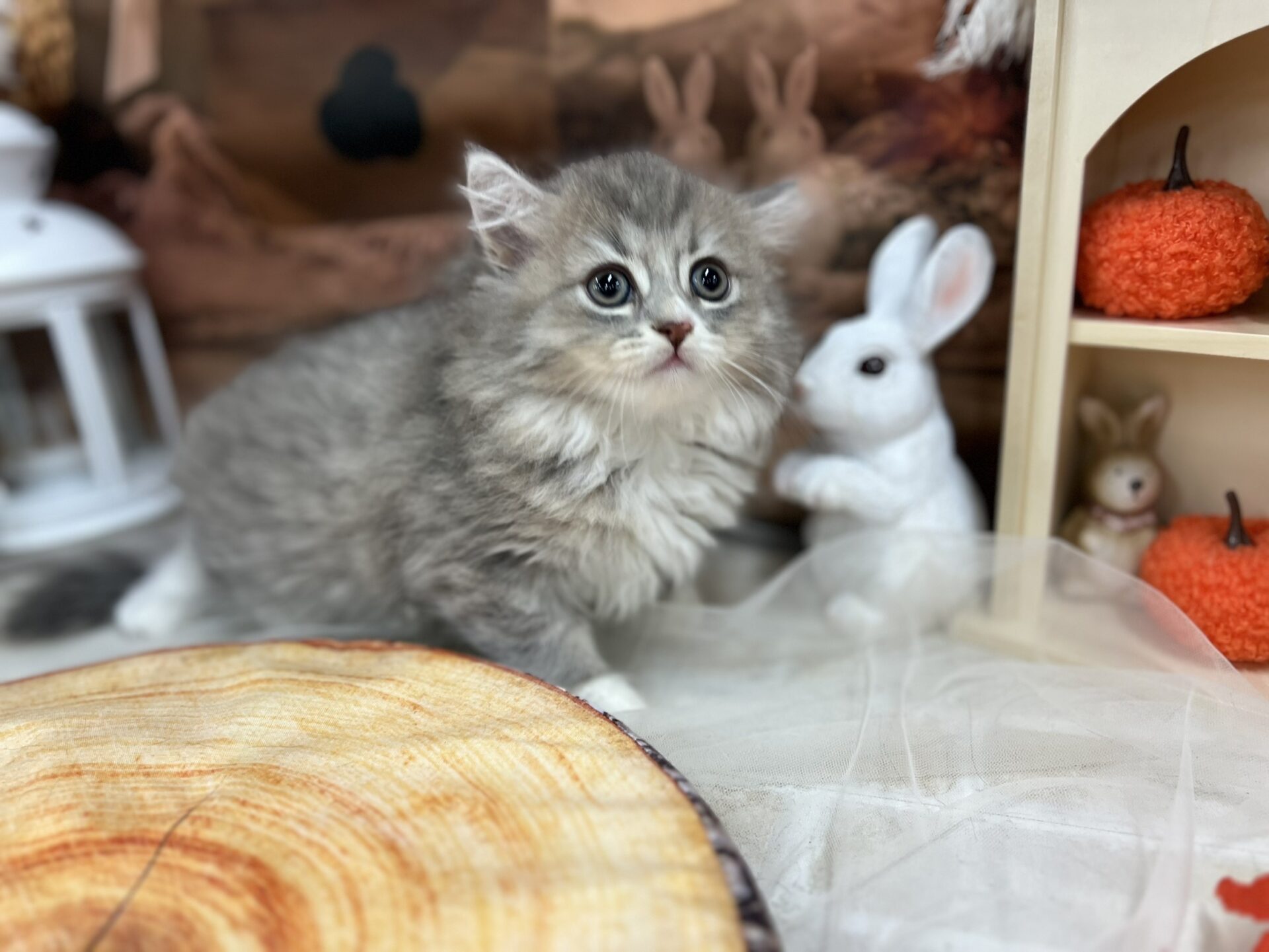 ミヌエット ブルーチンチラゴールデンホワイトの子猫｜佐賀 |ペッツメイト佐賀店