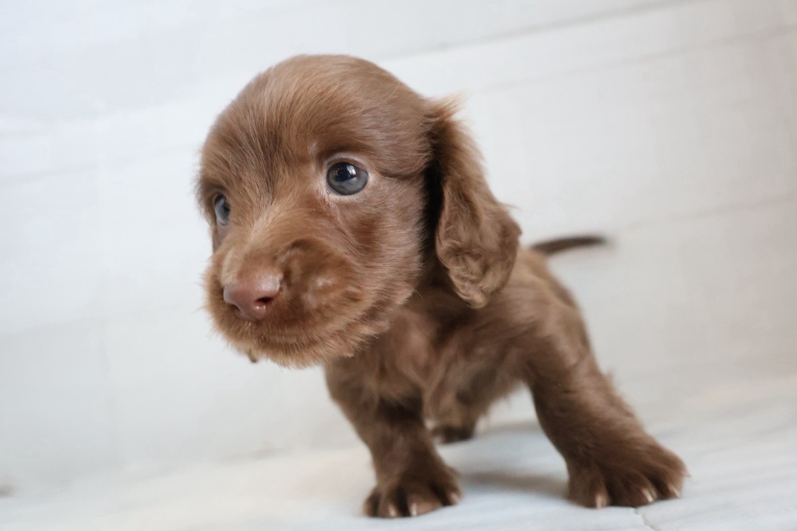 ミニチュアダックスフンド チョコレートの子犬｜福岡 |ペットアミ須恵店