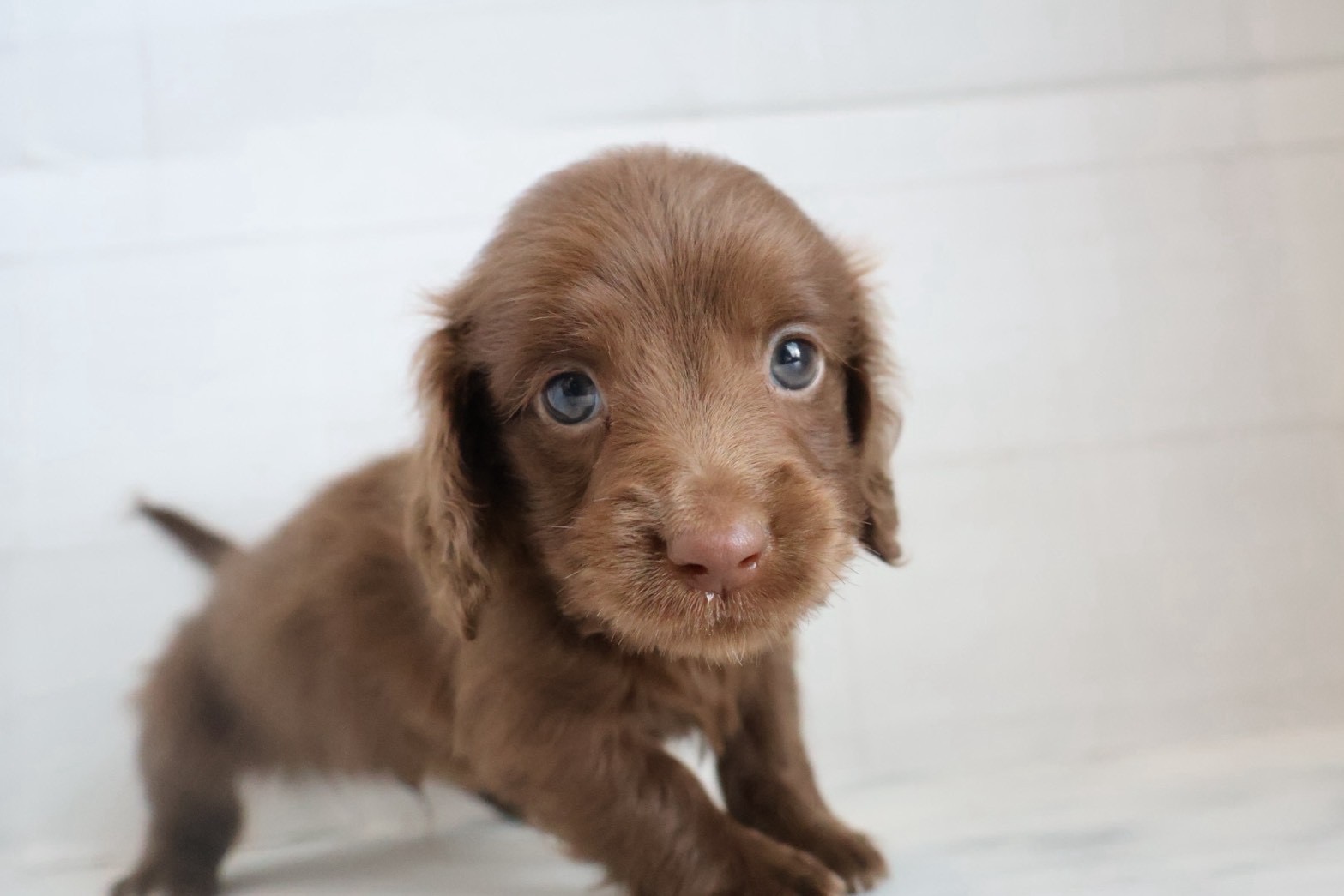 ミニチュアダックスフンド チョコレートの子犬｜福岡 |ペットアミ須恵店