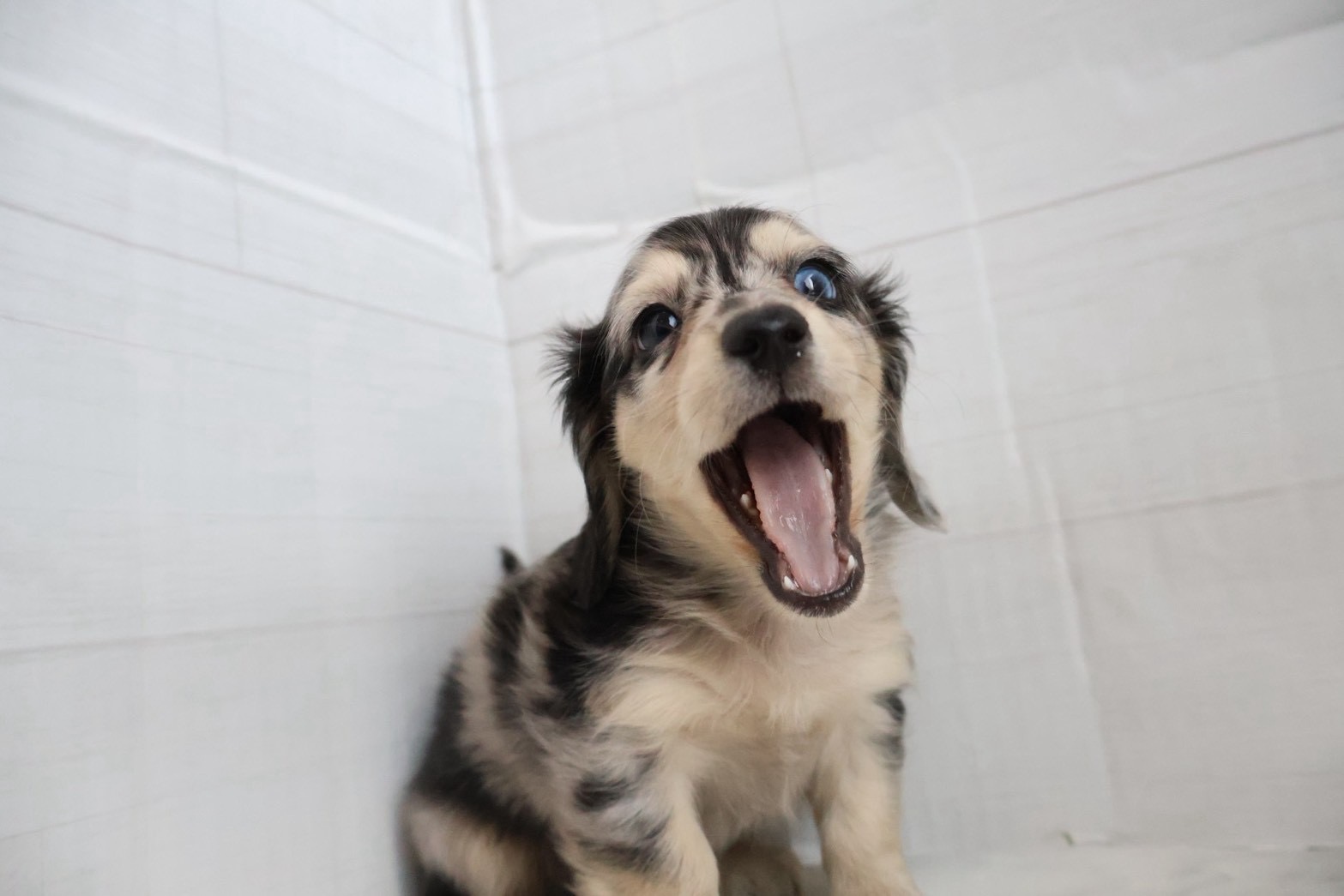 カニンヘンダックスフンド シルバーダップルの子犬｜福岡 |ペッツメイトイオン小郡店