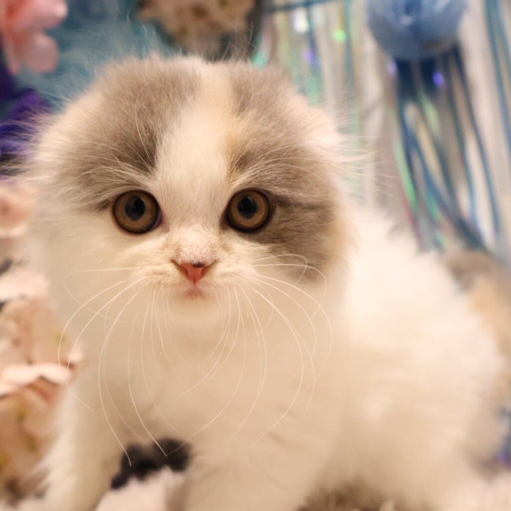 スコティッシュフォールド
